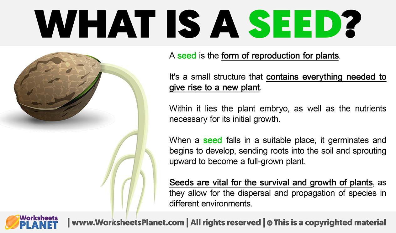 What Is A Seed
