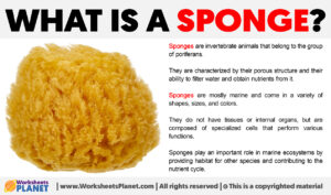 What Is A Sponge