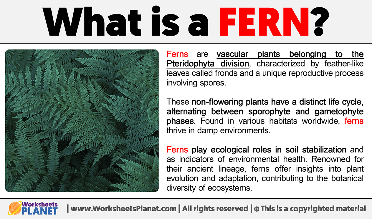 What Is A Fern