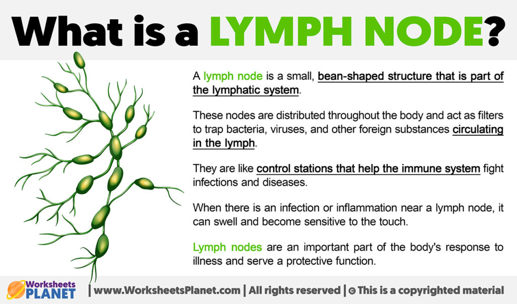 what-is-a-lymph-node