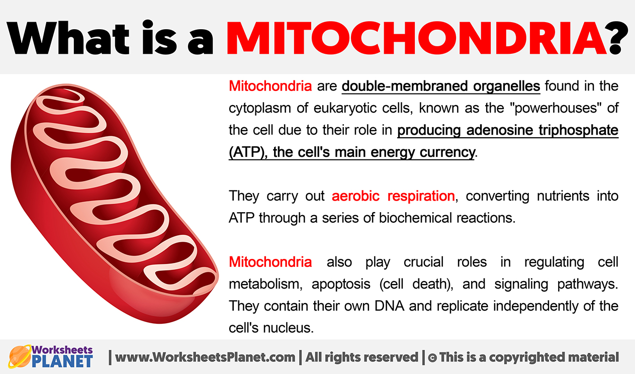 What Is A Mitochondria