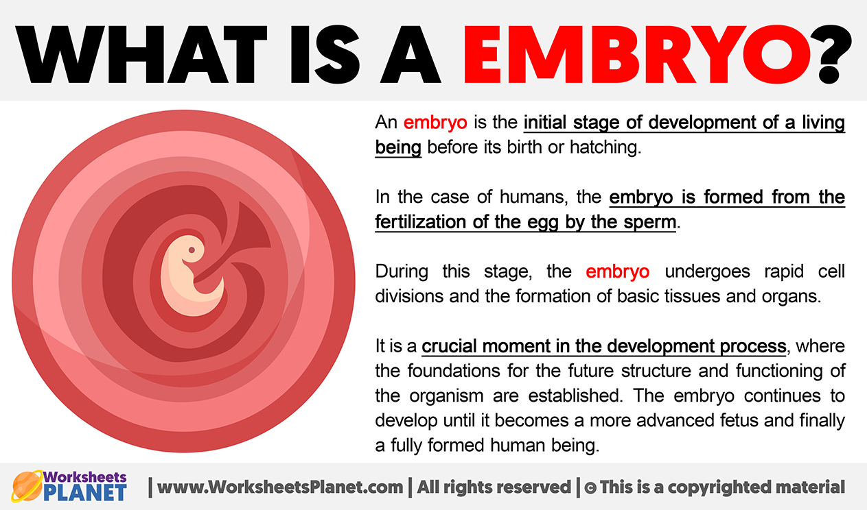 What Is An Embryo