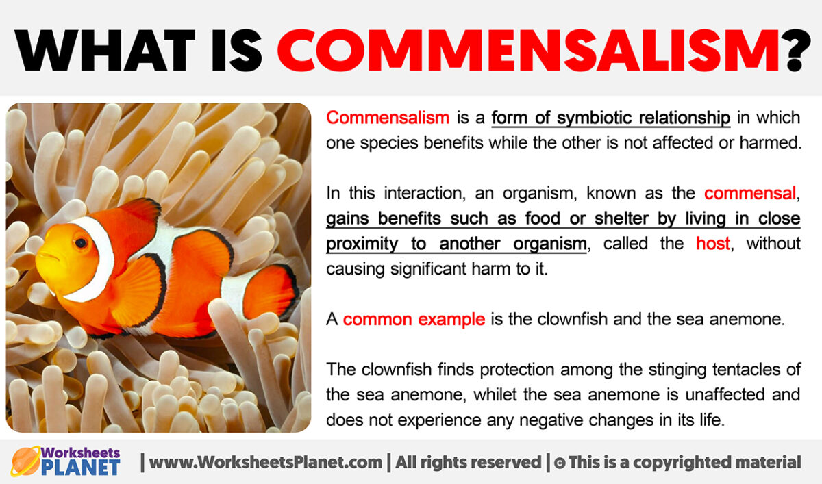 What is commensalism 