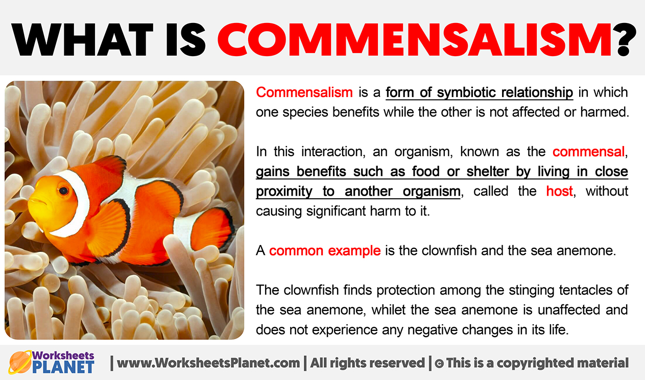 What Is Commensalism