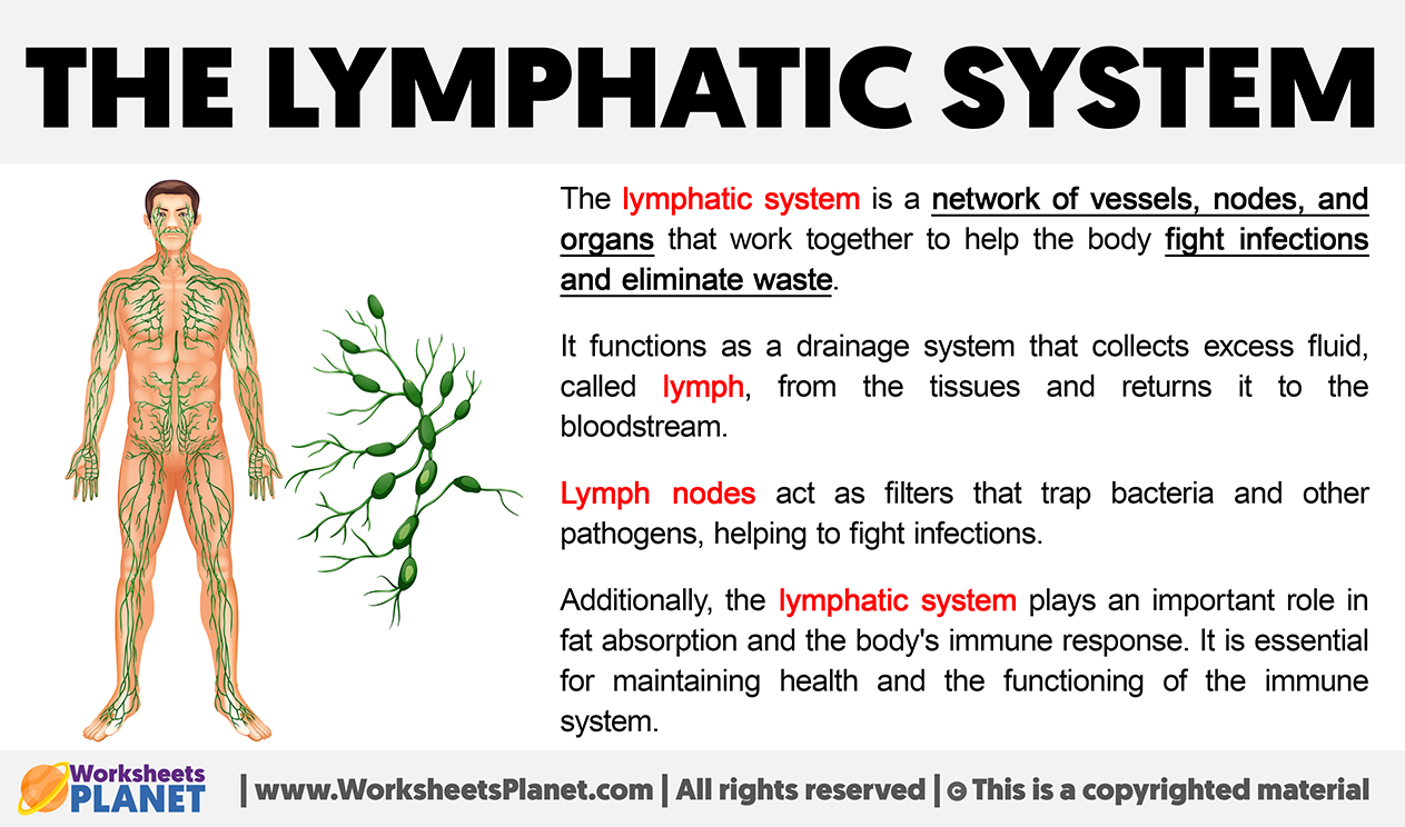 What Is The Lymphatic System