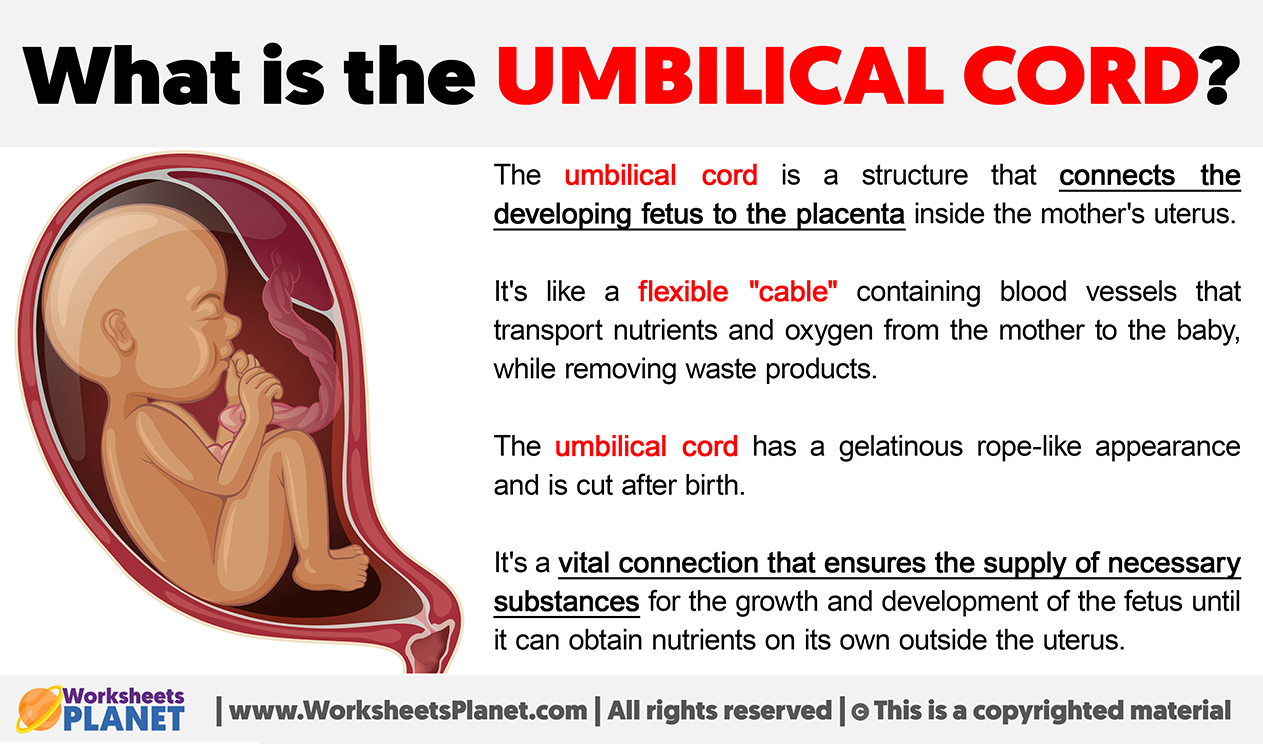 What Is The Umbilical Cord
