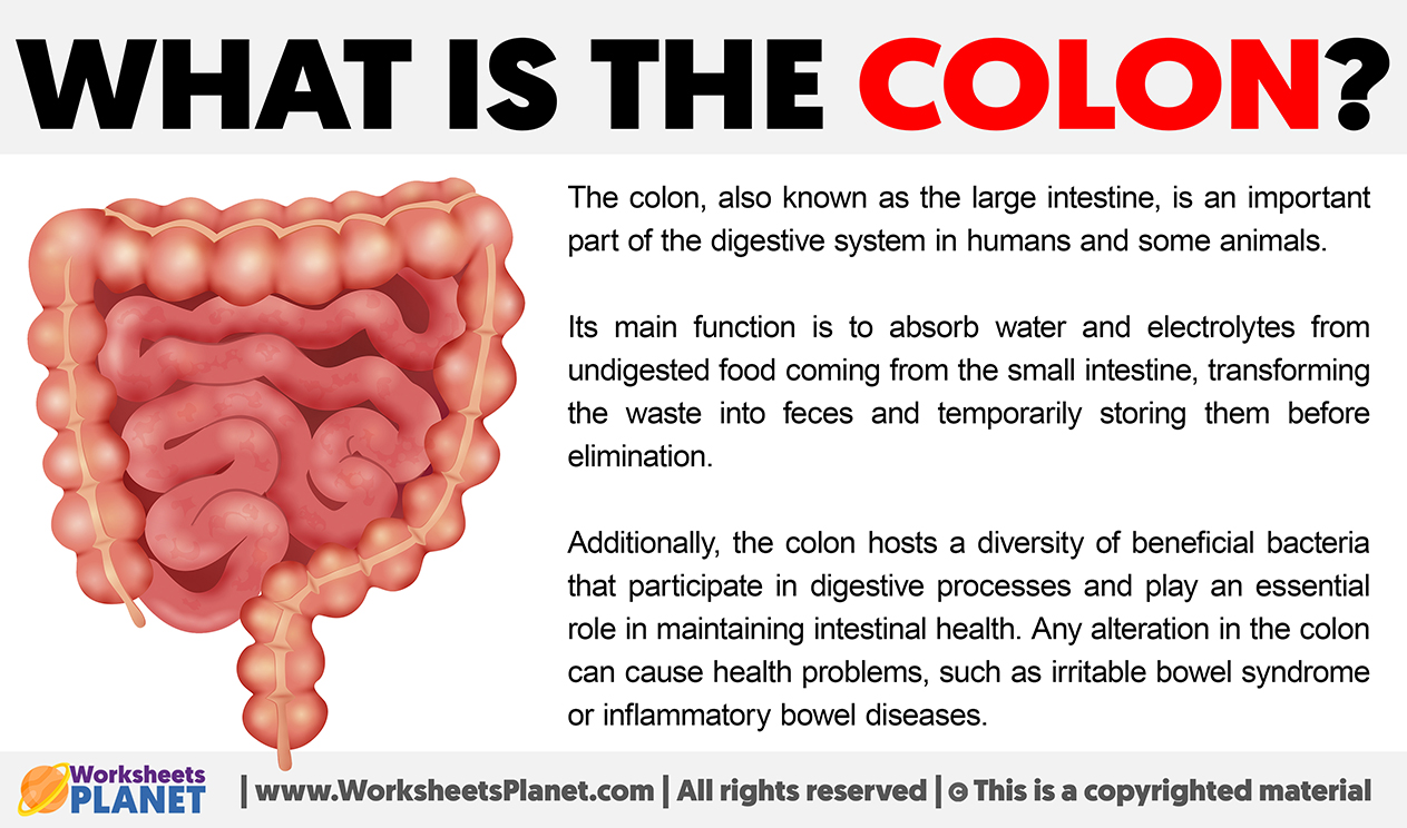 What Is The Colon