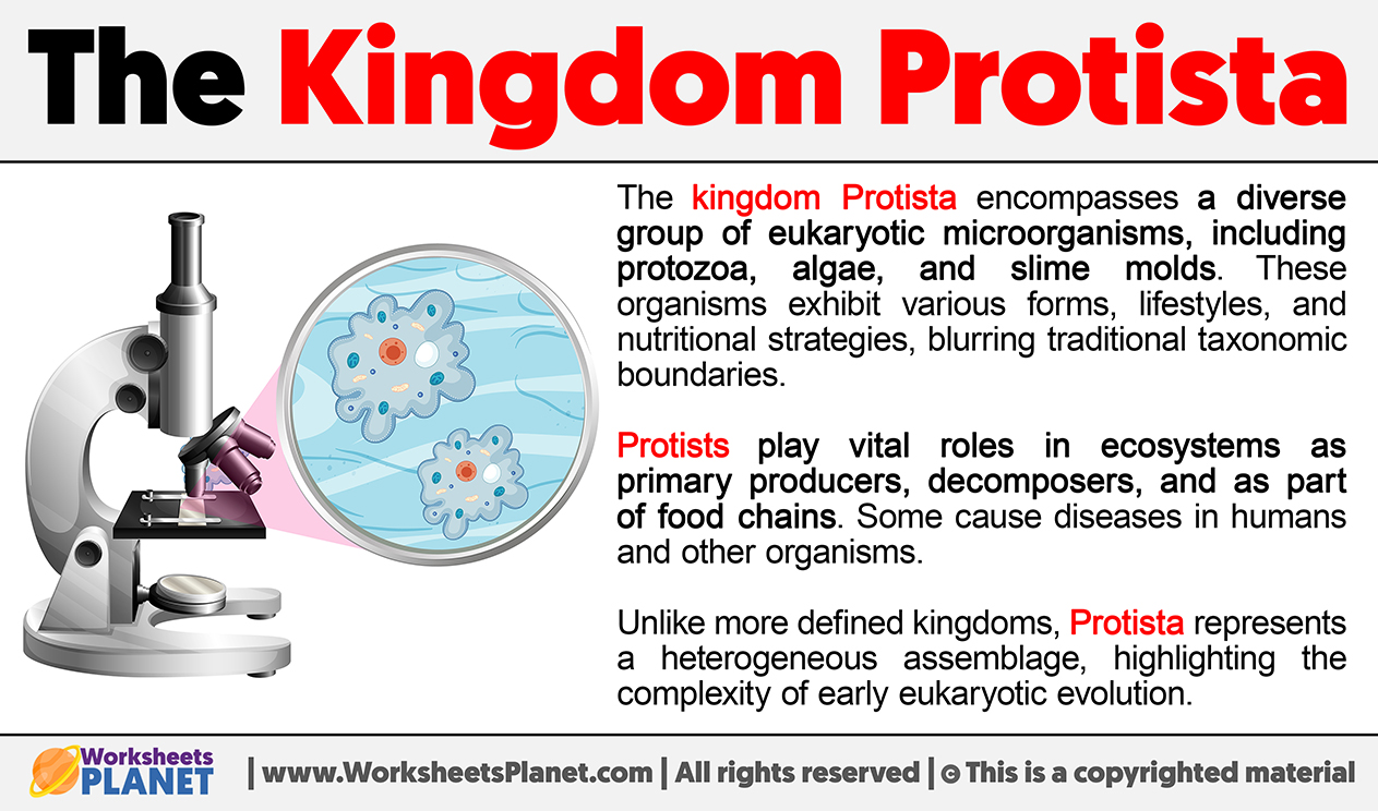 What Is The Kingdom Protista
