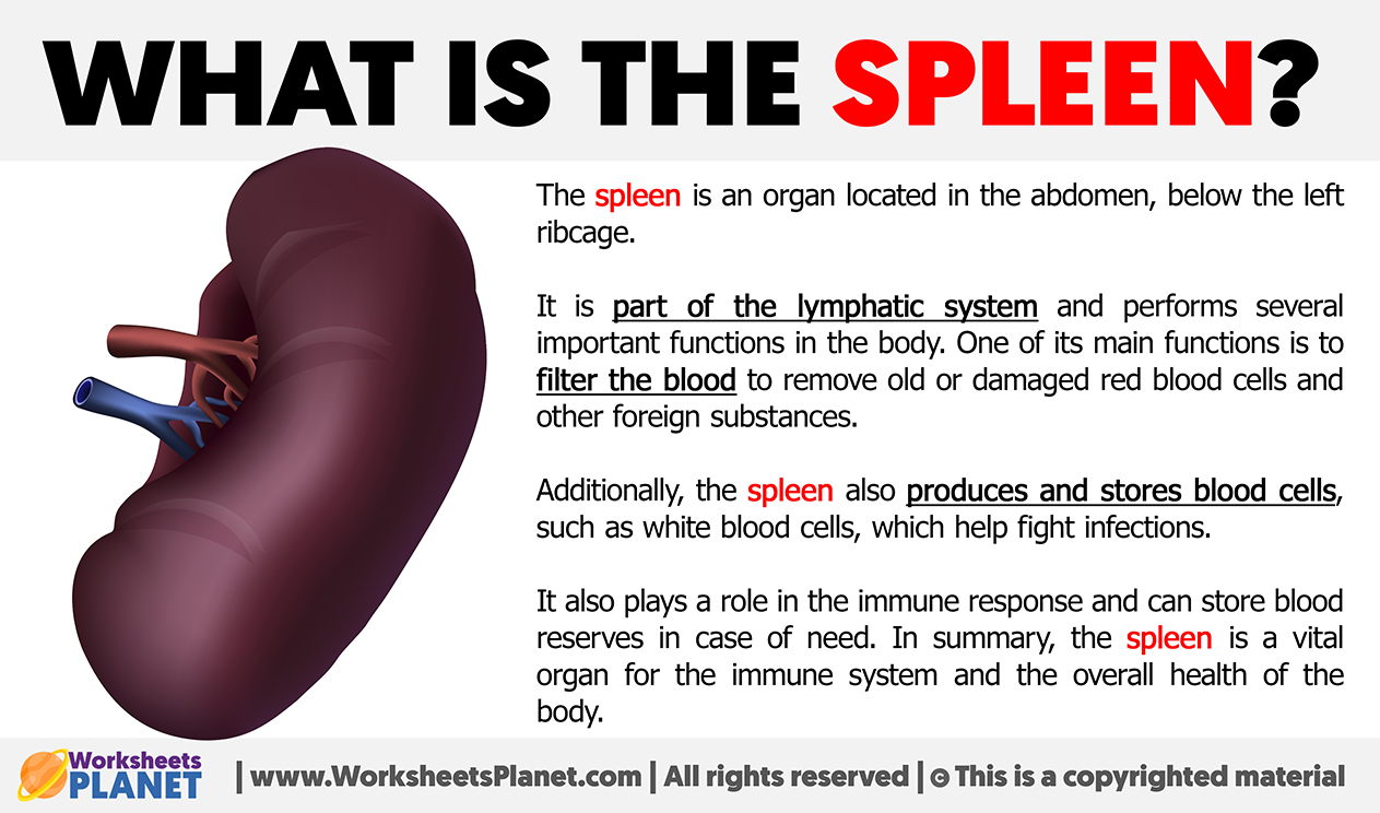 What Is The Spleen
