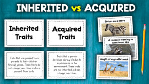 Acquired And Inherited Traits Activity