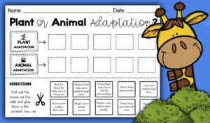 Plant Animal Adaptations Worksheet