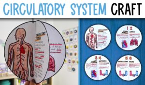 Circulatory System Activity Craft