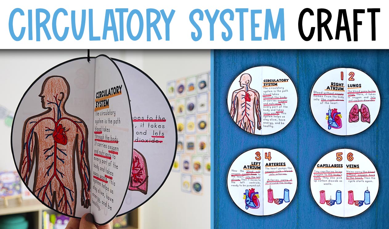 Circulatory System Activity Craft