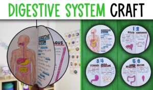 Digestive System Activity Craft