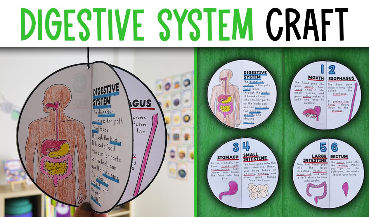 Digestive System Activity Craft