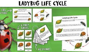 Ladybug Life Cycle Activity