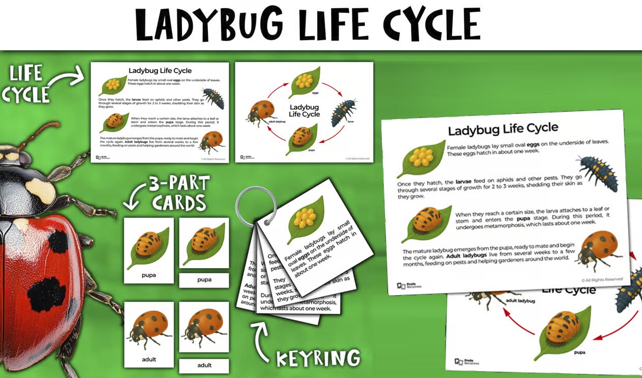 Ladybug Life Cycle Activity