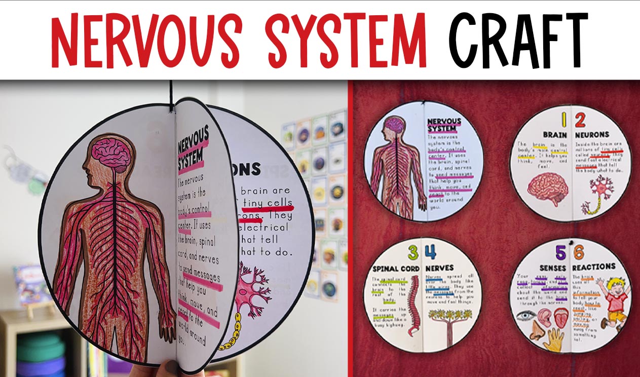 Nervous System Craft Activity