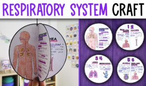 Respiratory System Activity Craft