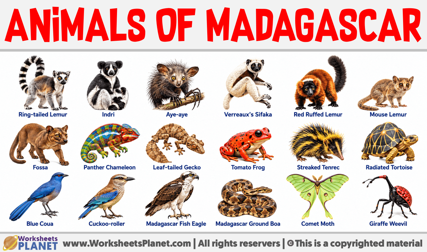 Animals of Madagascar Infographic about Animals of Madagascar