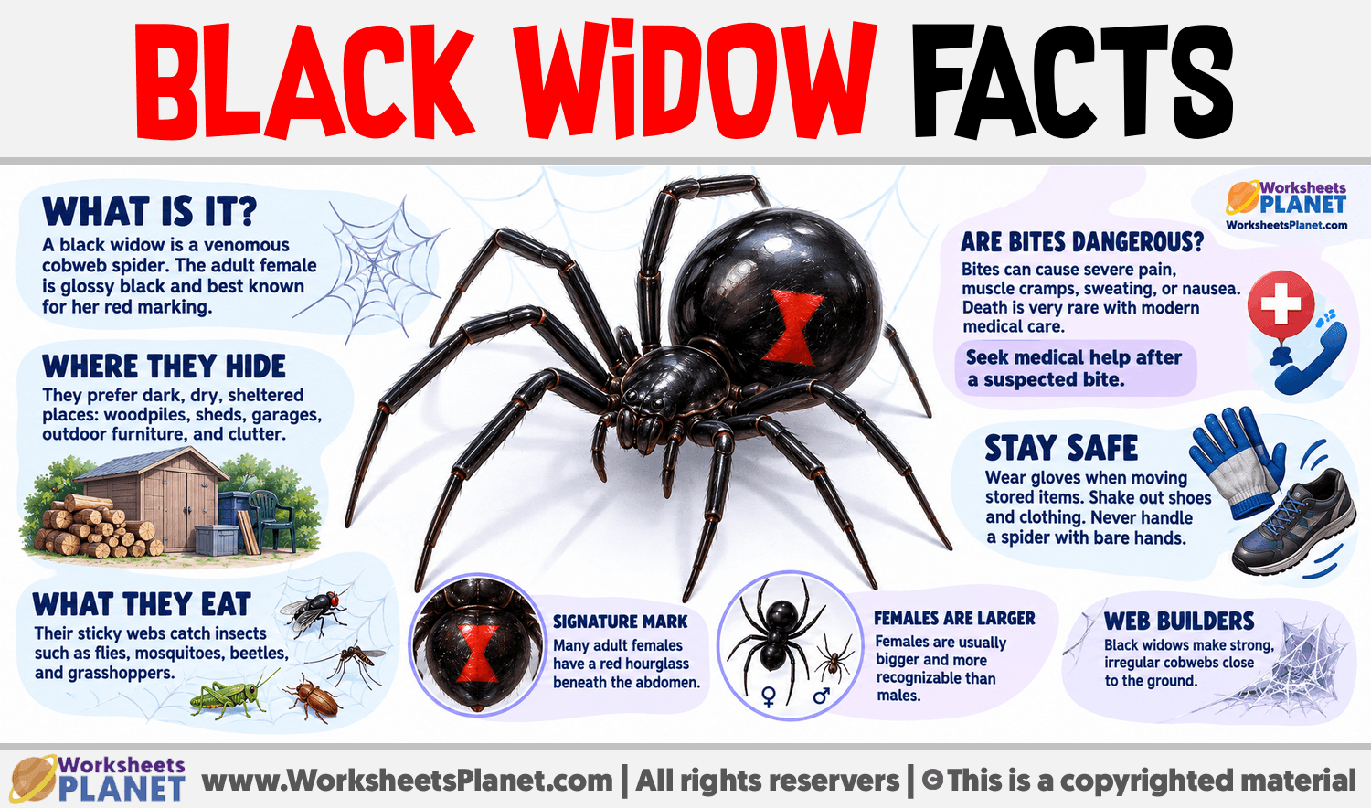 Black widow facts Infographic about Black widow facts