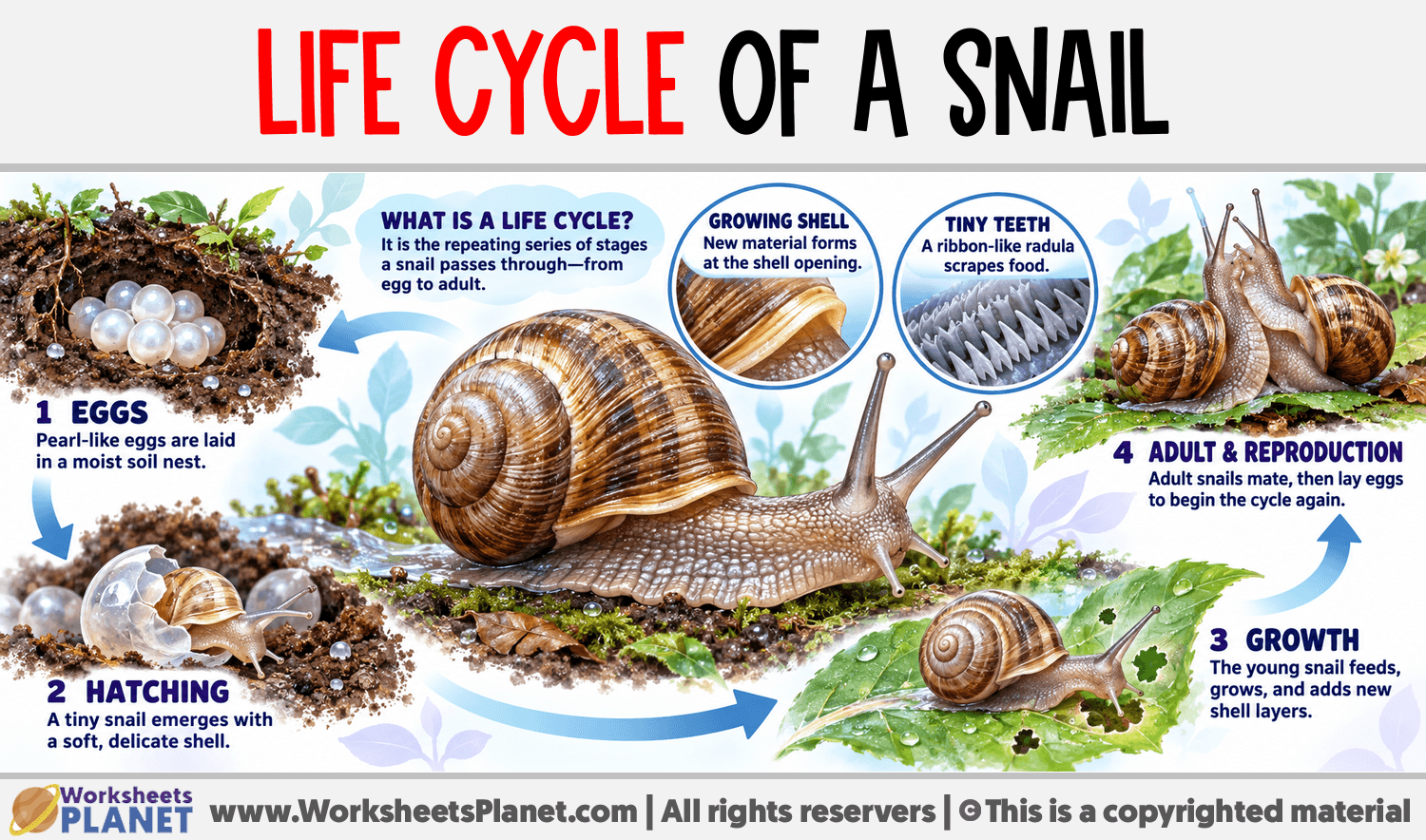 Life cycle of a Snail Infographic about Life cycle of a Snail