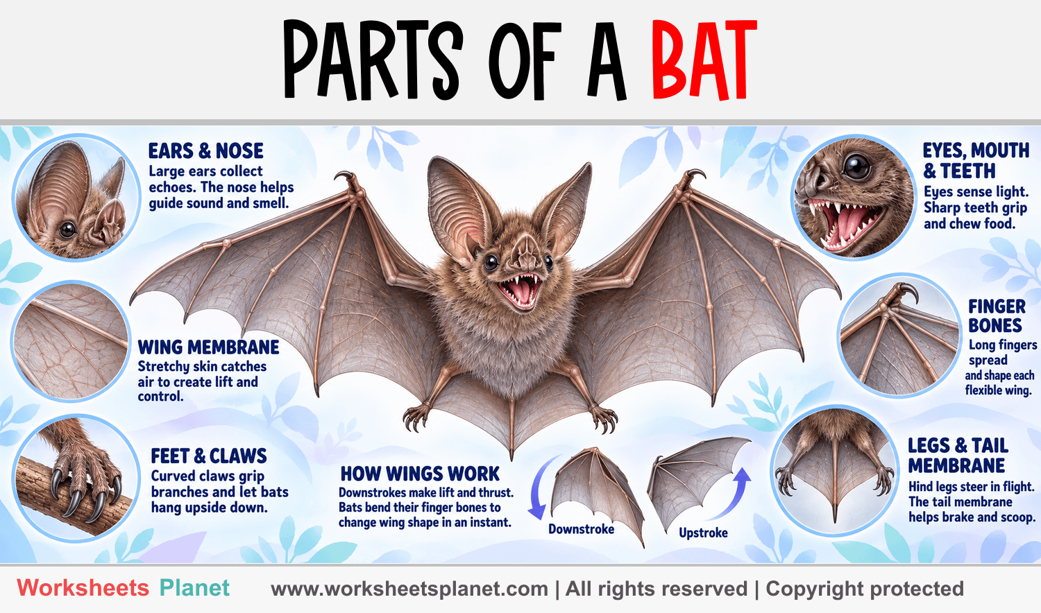 Parts of a Bat Infographic about Parts of a Bat