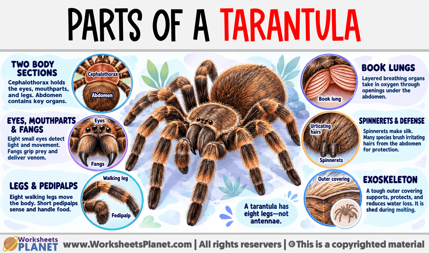 Parts of a Tarantula Infographic about Parts of a Tarantula