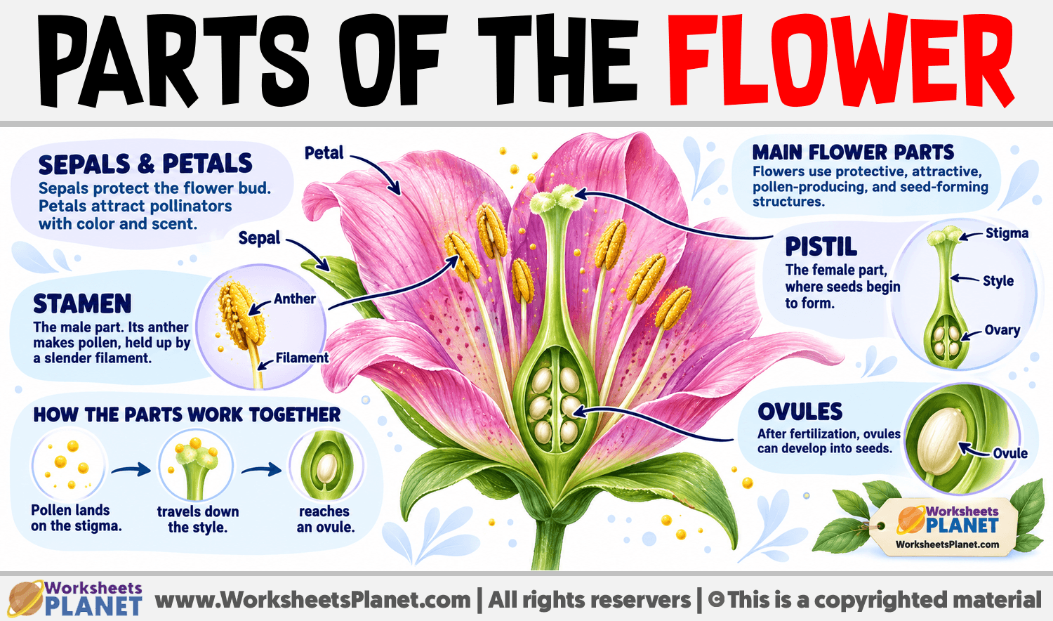Parts of the Flower Infographic about Parts of the Flower