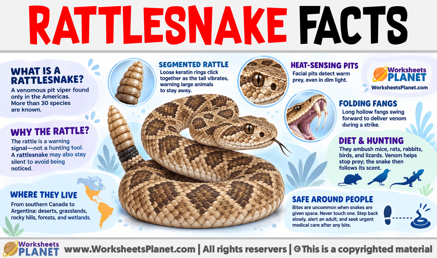 Rattlesnake Facts Infographic about Rattlesnake Facts