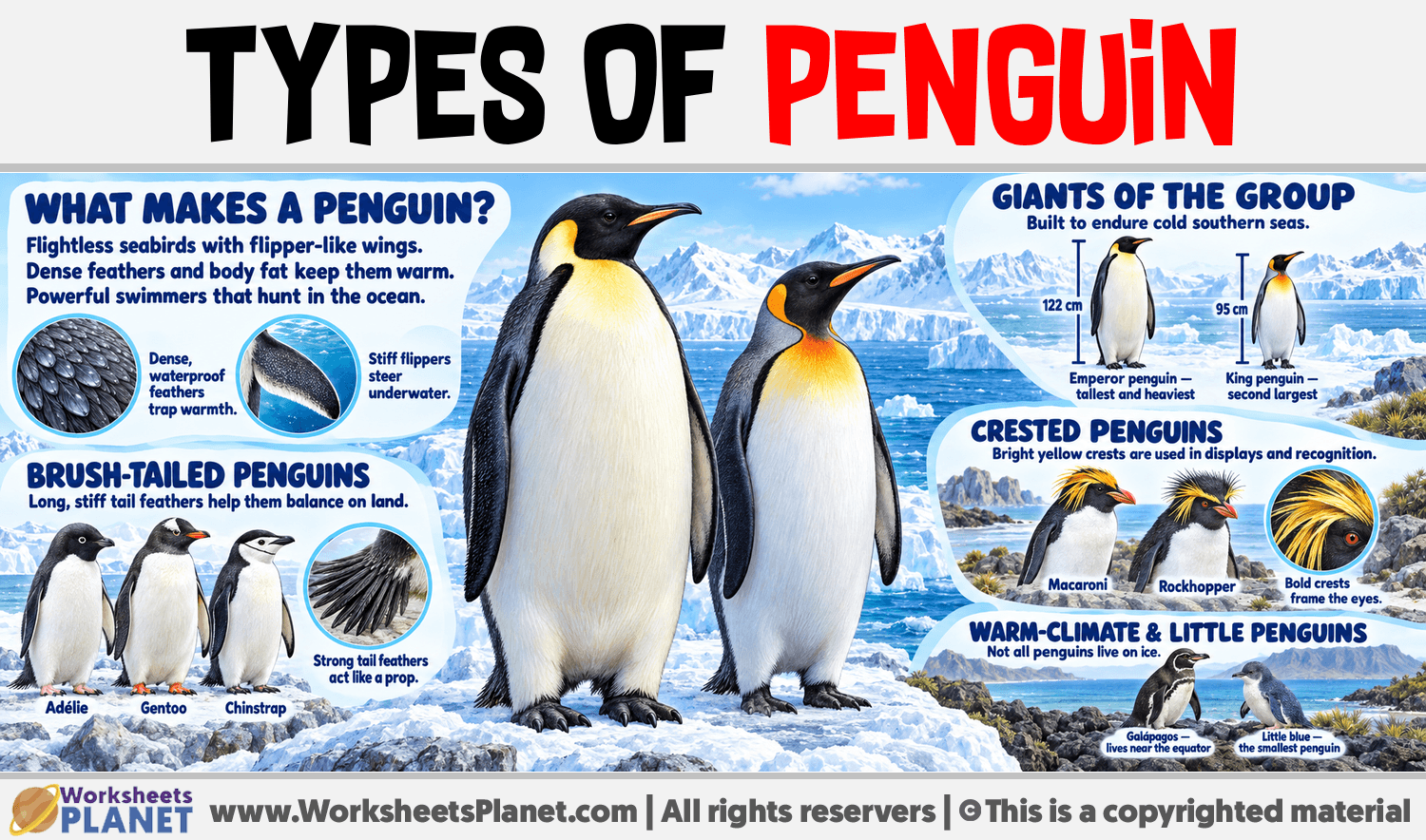 Types of Penguin Infographic about Types of Penguin