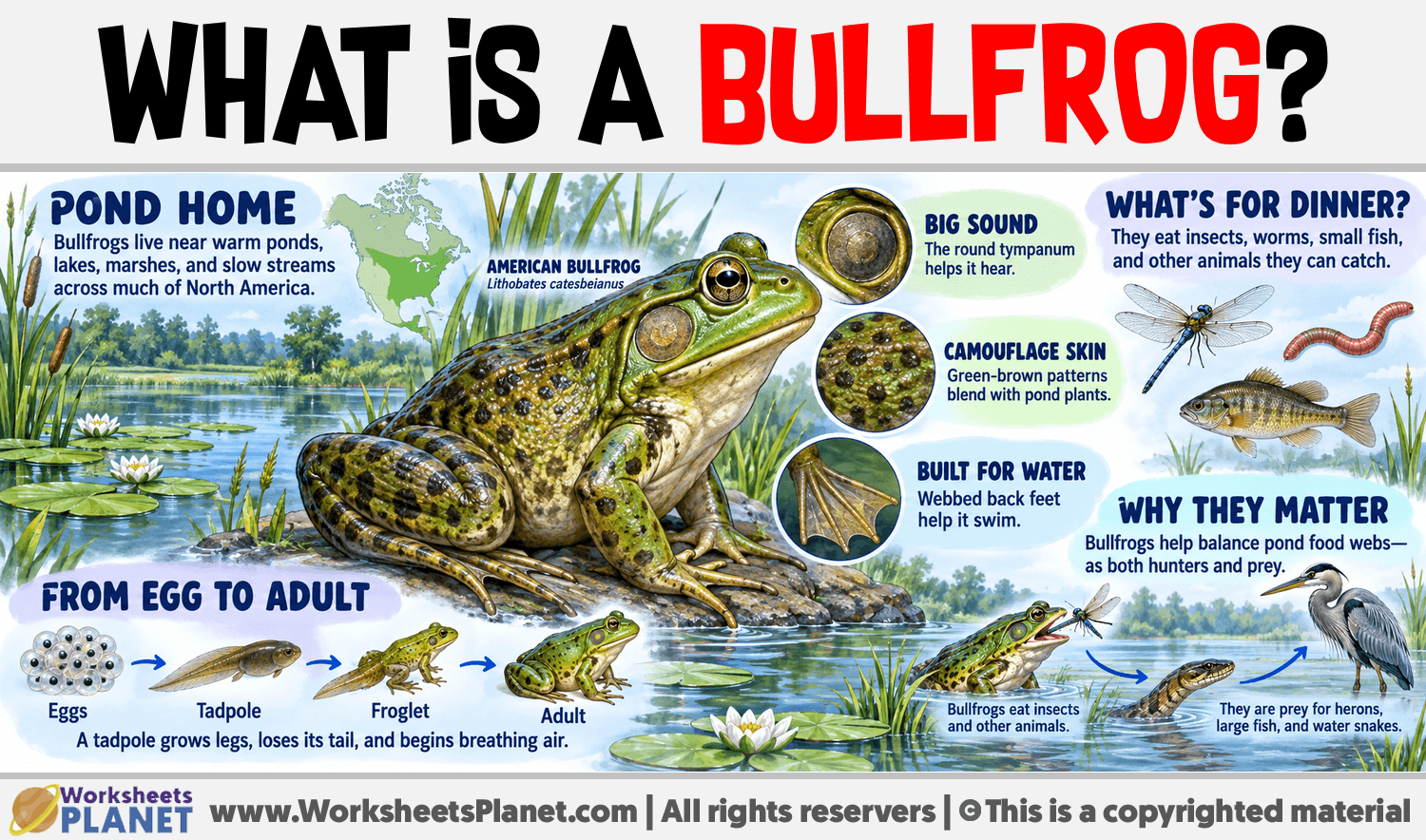 What is a Bullfrog? Infographic about What is a Bullfrog?