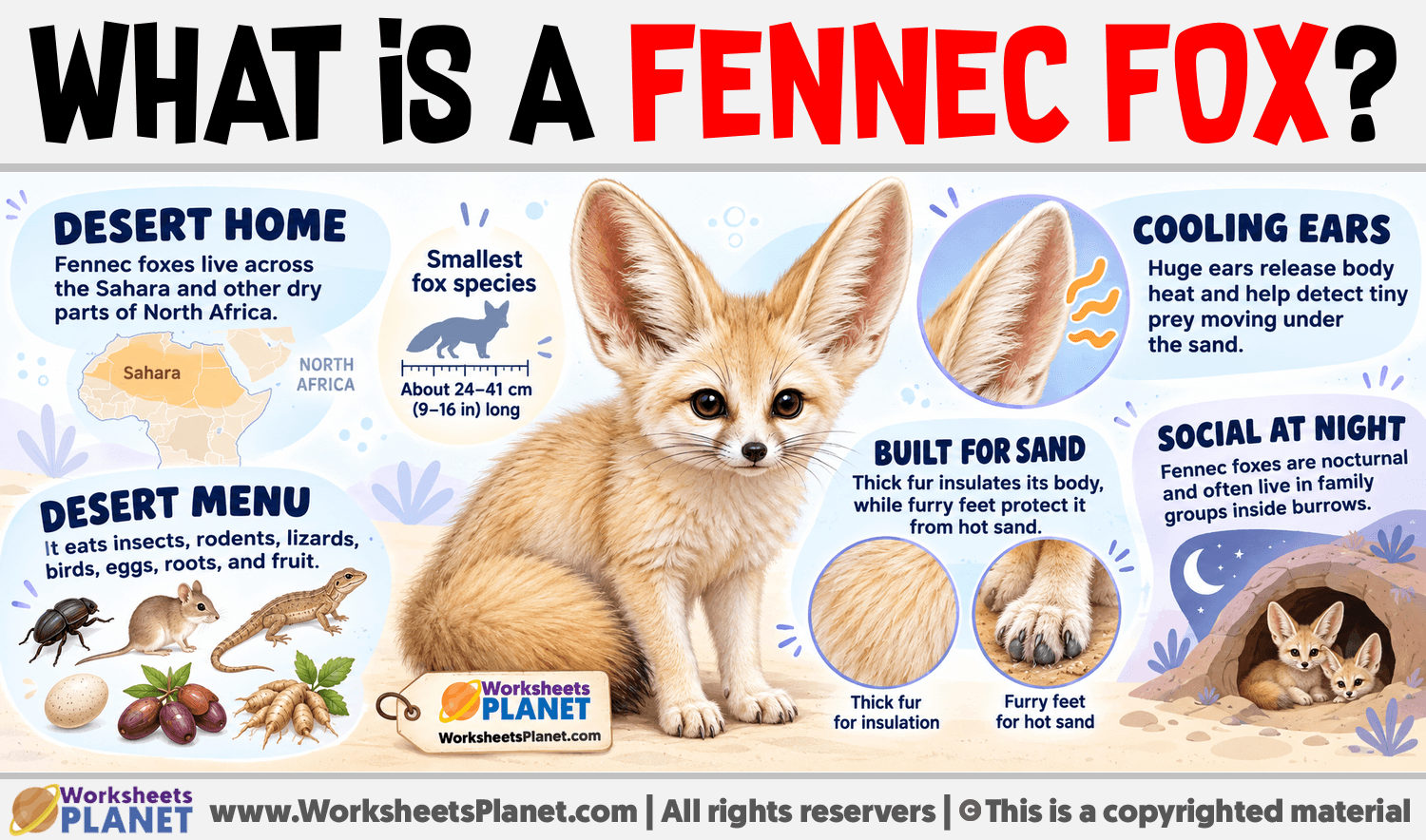 What is a fennec fox? Infographic about What is a fennec fox?