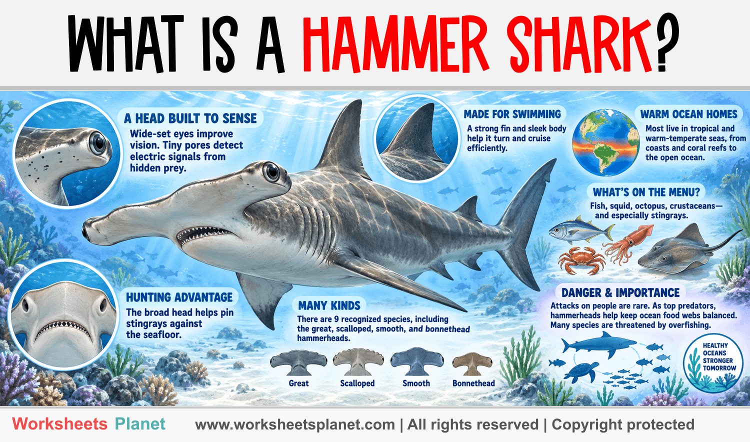 What is a hammer shark? Infographic about What is a hammer shark?