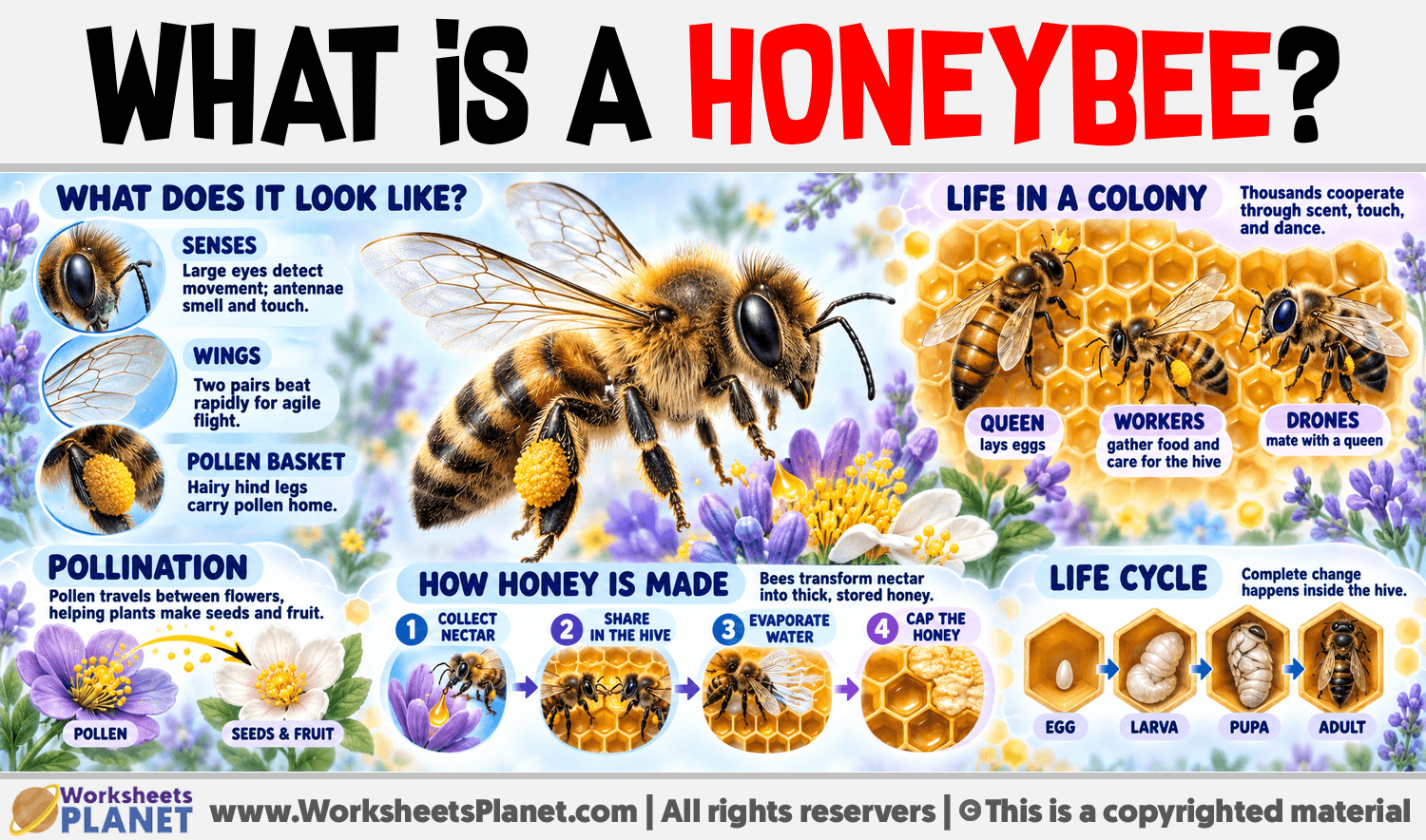 What is a Honeybee? Infographic about What is a Honeybee?