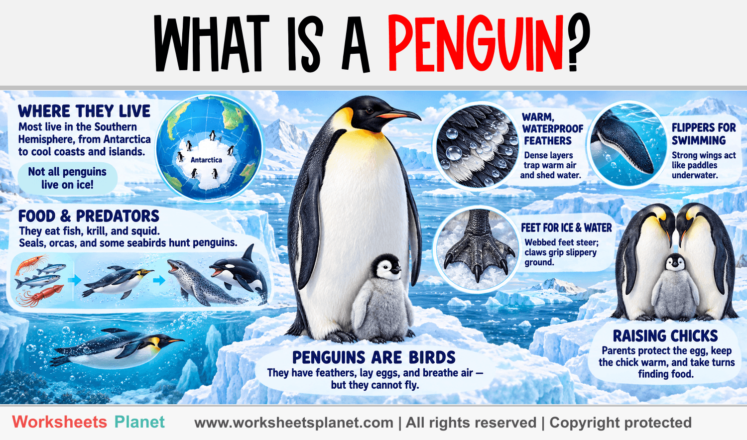 Infographic about What is a penguin?
